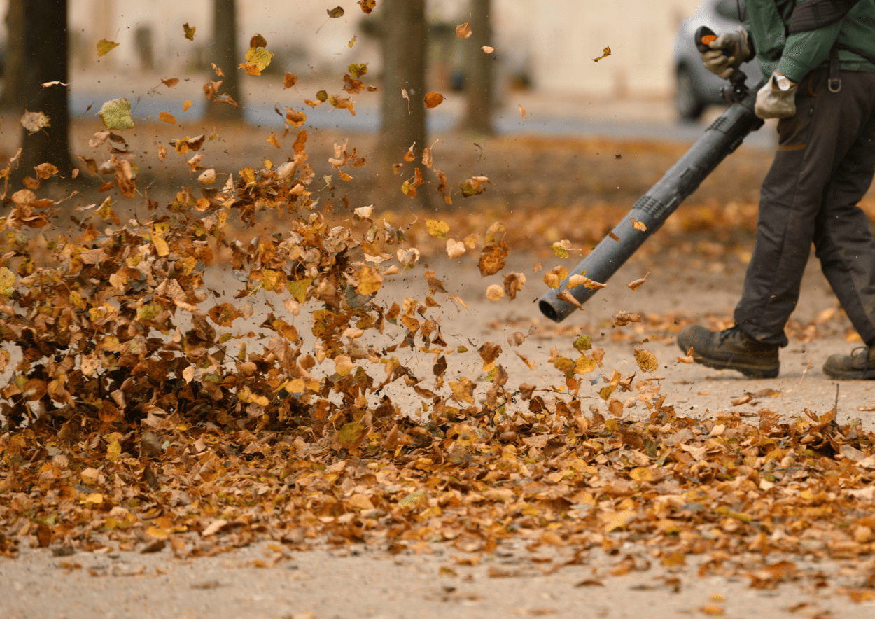 Fall clean up