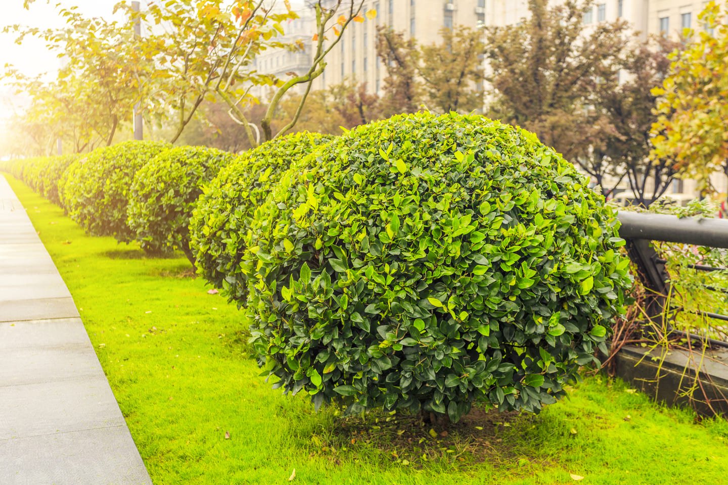Residential Pruning Services