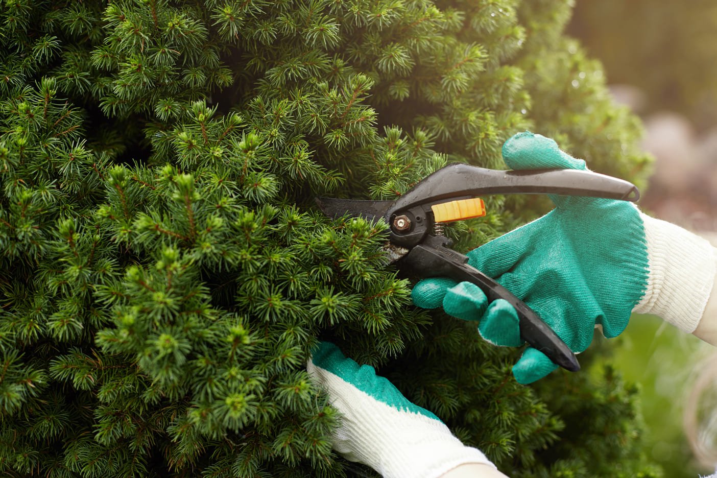 Residential Pruning Services