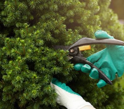 Residential Pruning Services