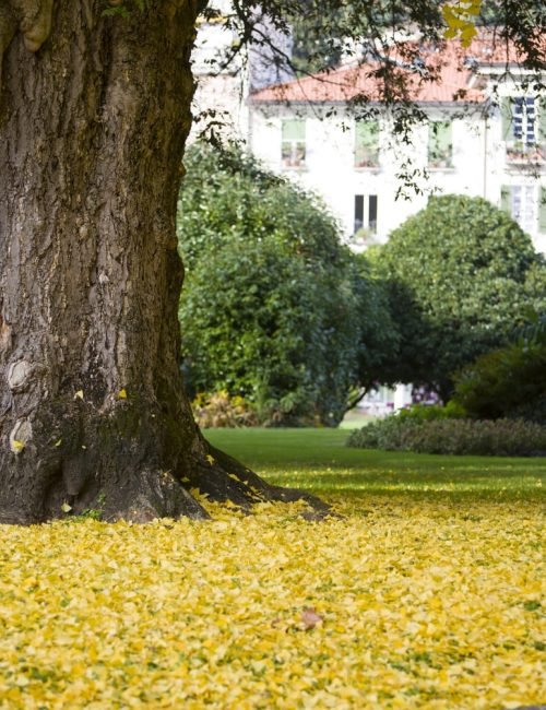 Residential Pruning Services